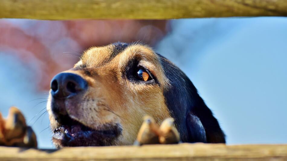 Hund rettet drei Menschen vor Brand.