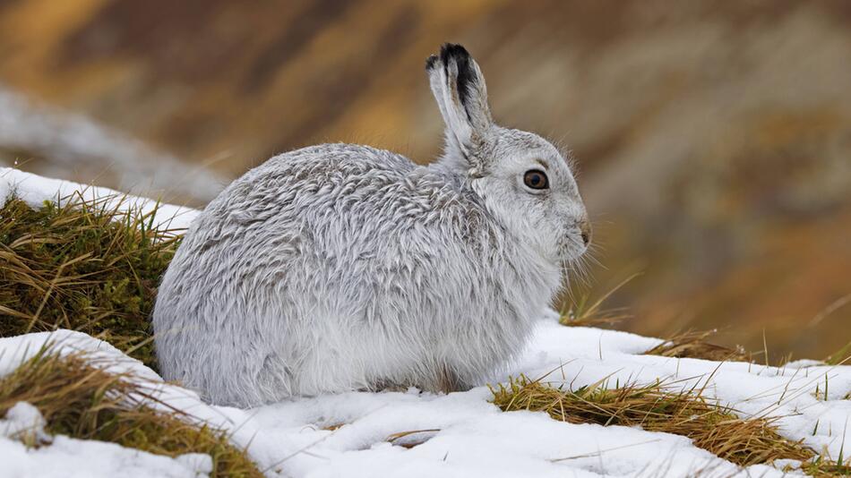 Alpenschneehase