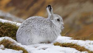 Alpenschneehase