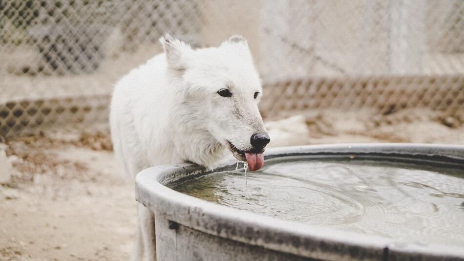 Hunde haben Super-Zungen – sie trinken anders.