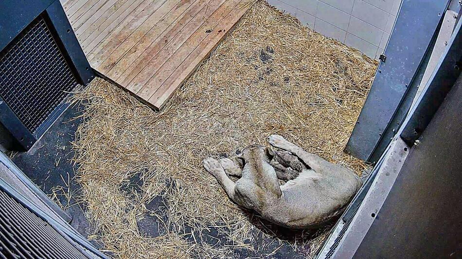 Löwenbaby im Zoo Schwerin gestorben