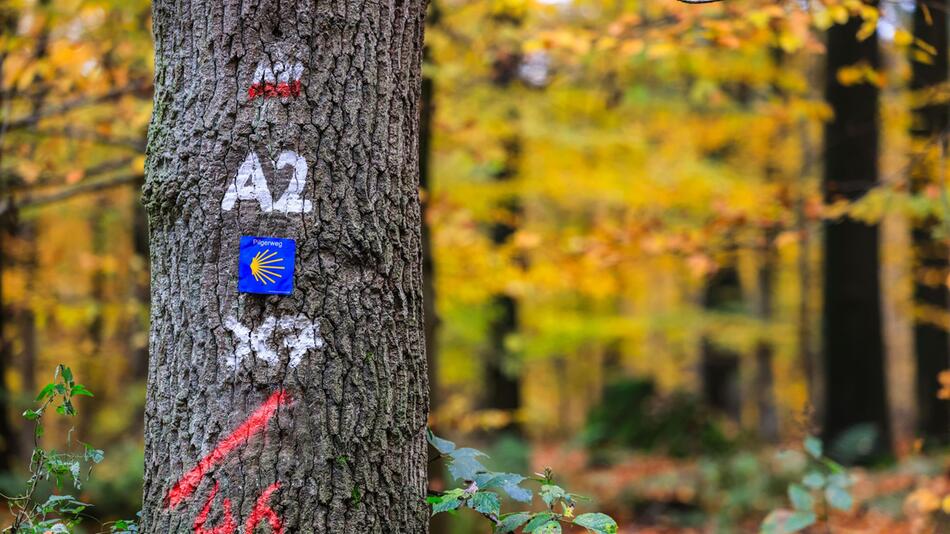 Der Reichswald am Niederrhein