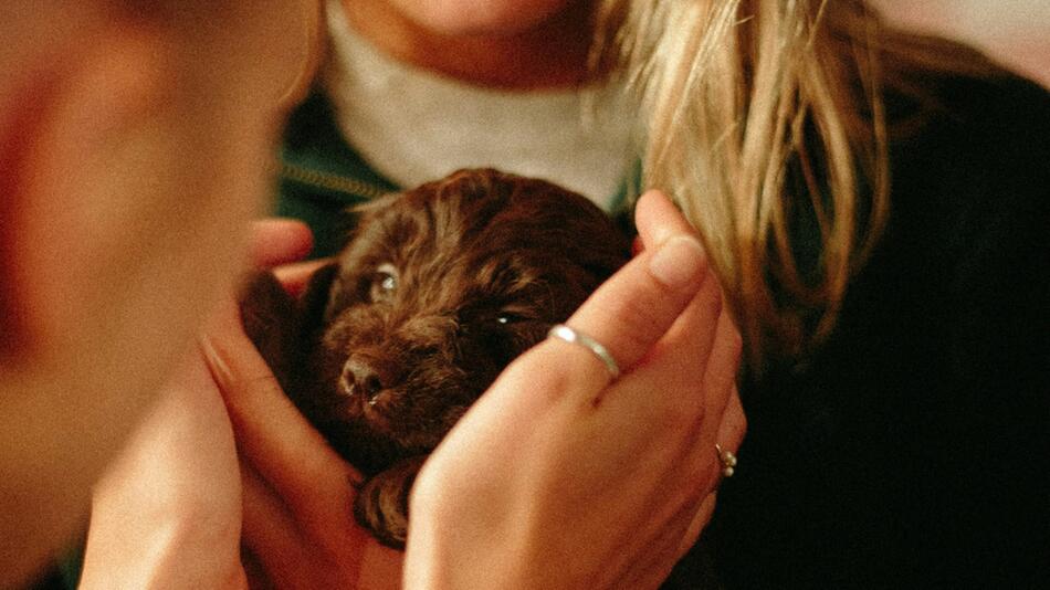 Du hast angezahlt, aber kriegst den Hund nicht?