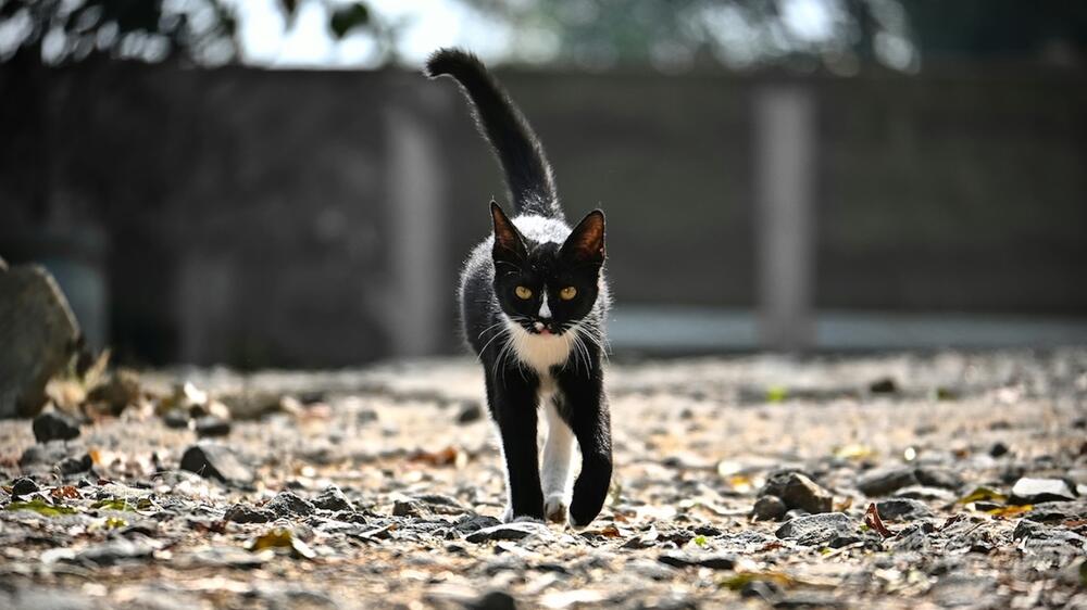 Katzen bleiben im neuen Gesetz auf der Strecke.