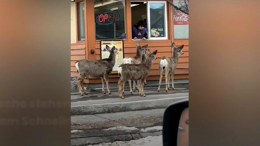Hirsche stehen vor Restaurant an