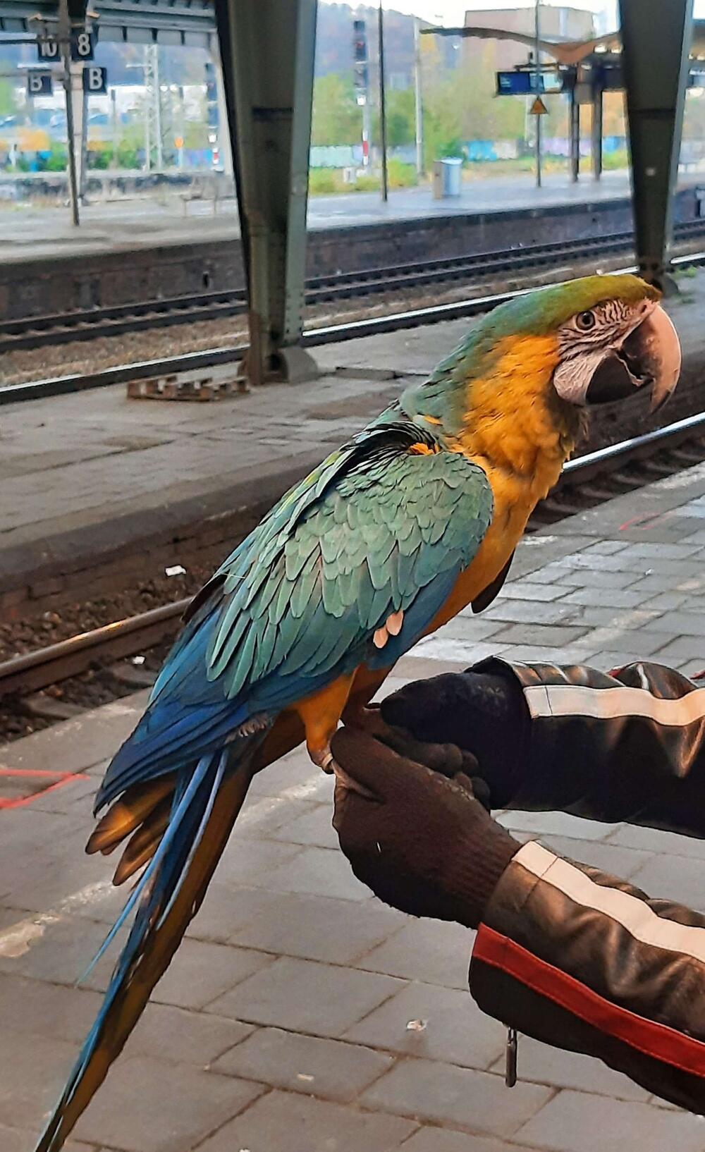 Entflogener Papagei im Hagener Hauptbahnhof