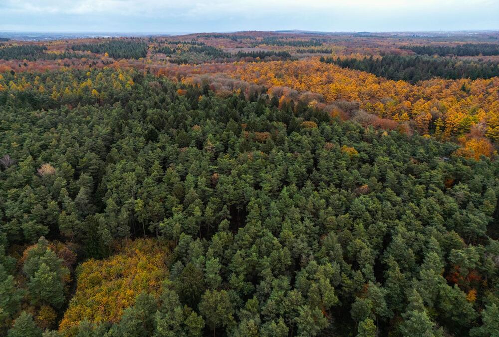 Der Reichswald am Niederrhein