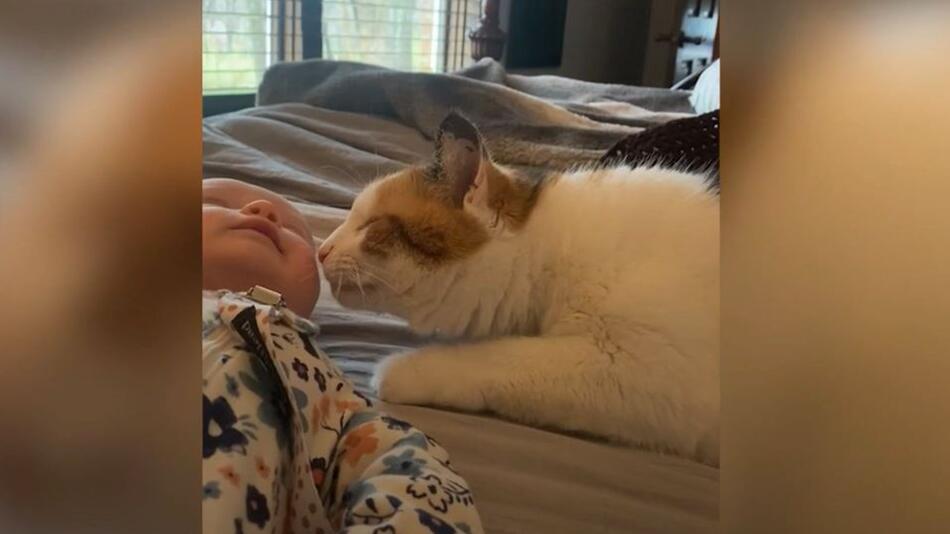 Katze begrüßt Baby