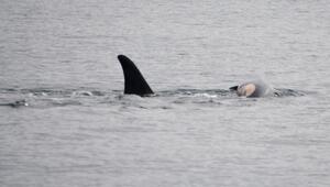 Orca-Weibchen trauert um totes Kalb