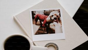 Hundefotos beruhigen und verringern Aggressionen.