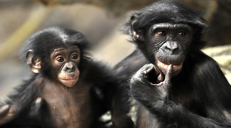 zwei Bonobos, die nebeineinander sitzen. 