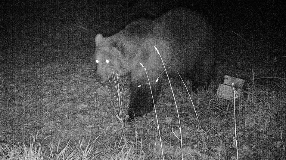 Wildtierkamera dokumentiert einen Bären in Bayern