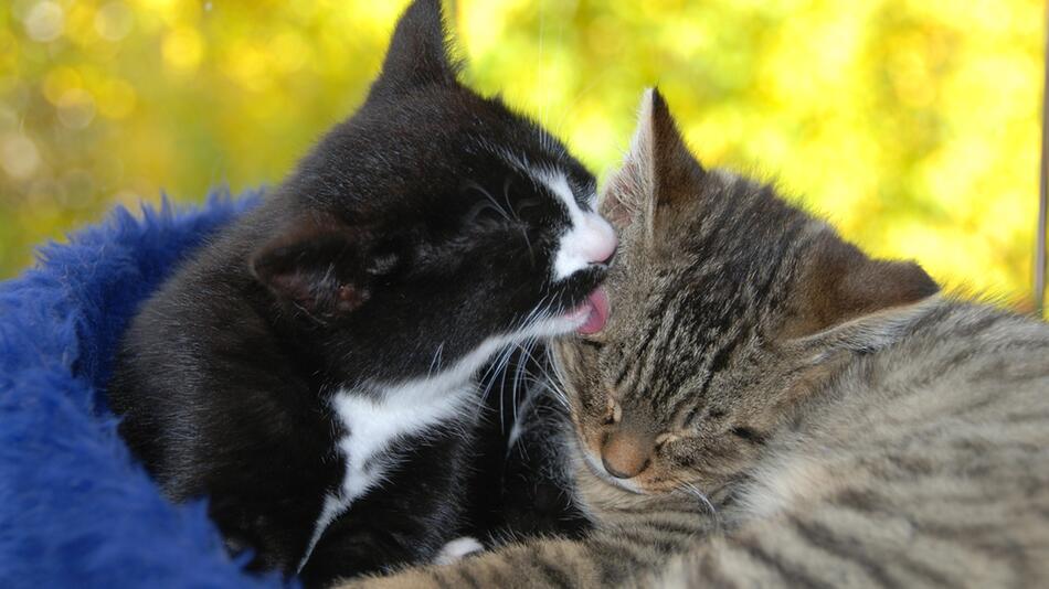 Katzen putzen sich oft gegenseitig. Aber warum?