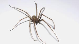 Hauswinkelspinne 