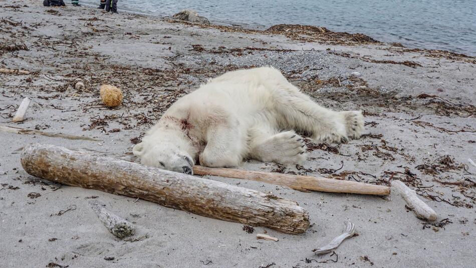 Polarbärenangriff auf Spitzbergen