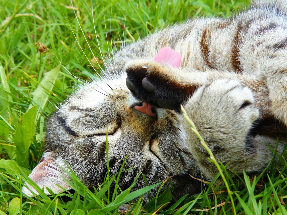 Katzen lernen das Putzen von ihren Müttern.