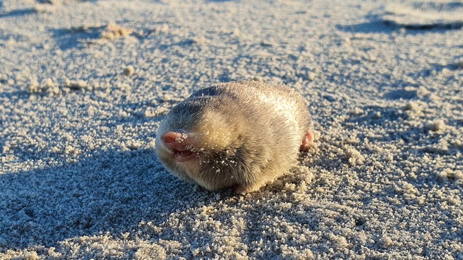 Goldmaulwurf in Südamerika wiederentdeckt.