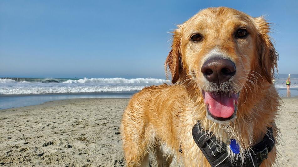 Vorsicht beim Baden am Meer mit Hund.
