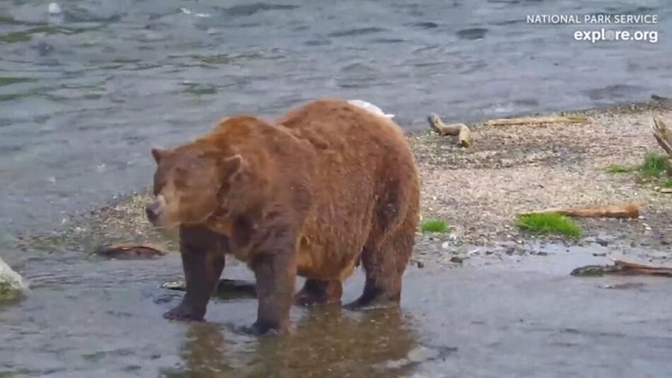 "Fat Bear"-Wahl in Alaska - Wer siegt als dickster Braunbär?