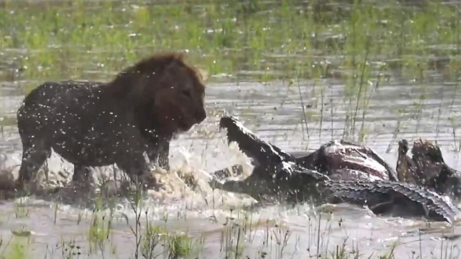 Löwe gegen Krokodil im Wildreservat Sabi Sands in Südafrika im Kampf um einen toten Büffel