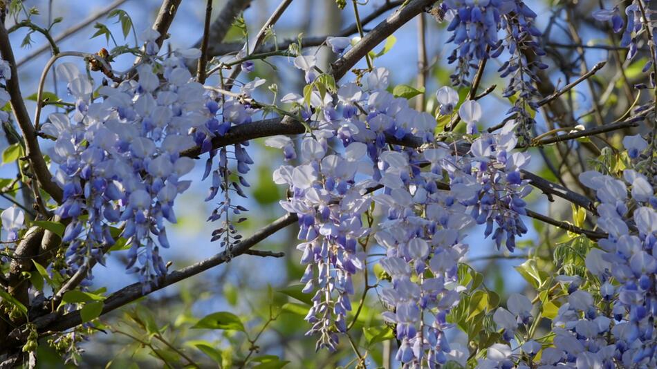 Beliebt wegen ihrer Blüten: Der Blauregen ist die Giftpflanze des Jahres 2024