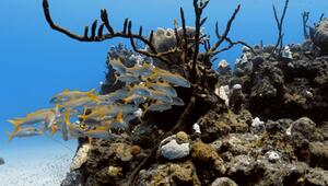 Karibische Riffe verlieren Steinkorallen