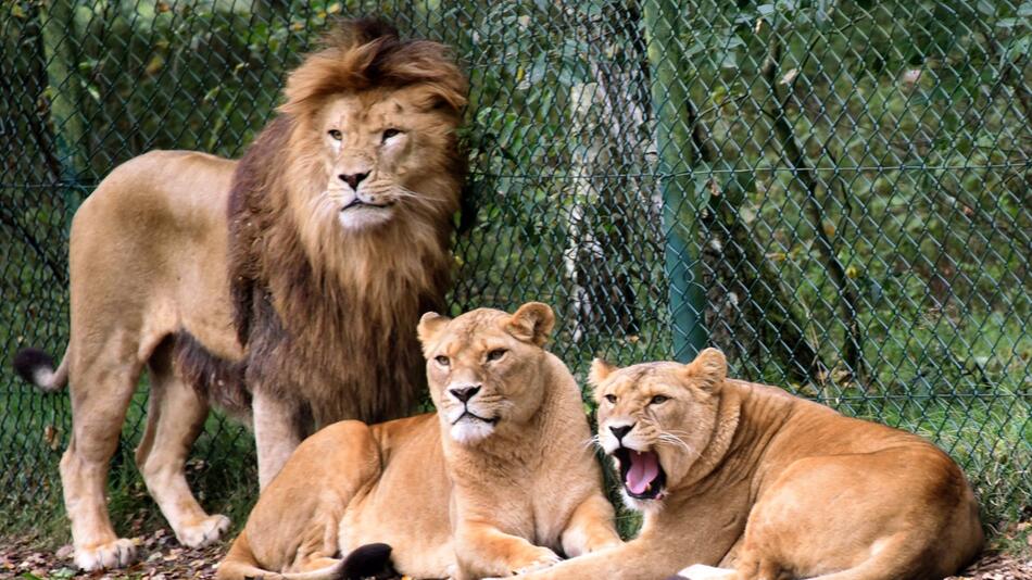 Löwengruppe im Serengeti-Park Hodenhagen
