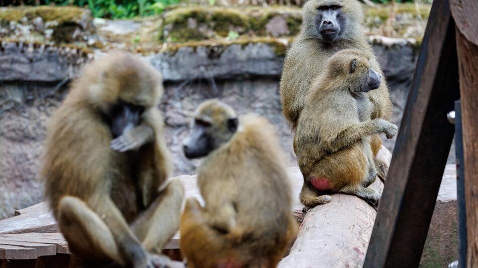 Paviane im Nürnberger Zoo
