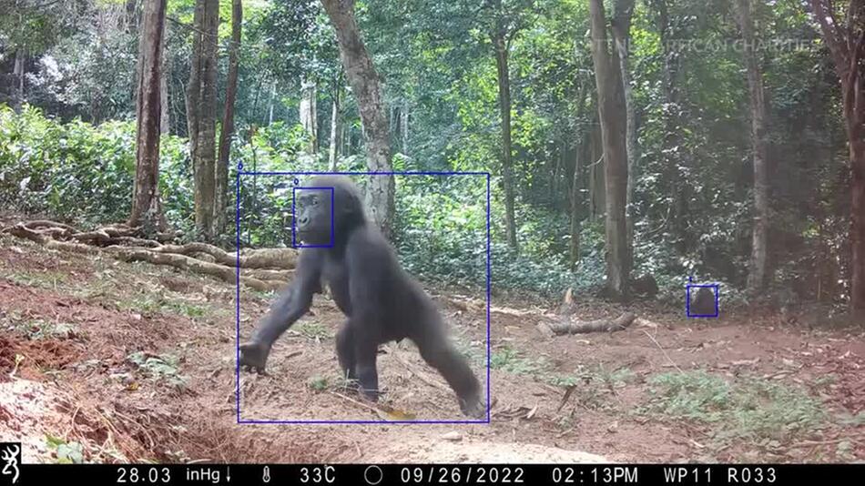 Berliner Zoo: Forschung an Gorillas mit KI