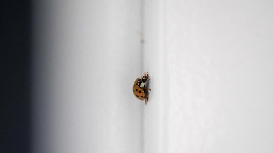 Ein Marienkäfer in einem Doppelfenster