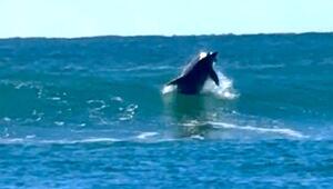 Tierischer Wellenreiter: Delfin surft wie ein Profi vor Australiens Küste