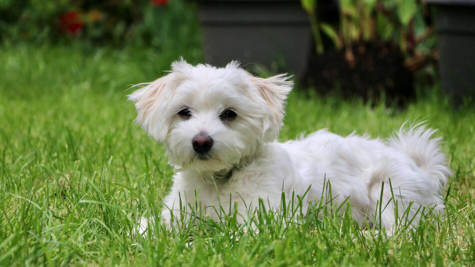 Malteser Romeo hatte einen Schutzengel.