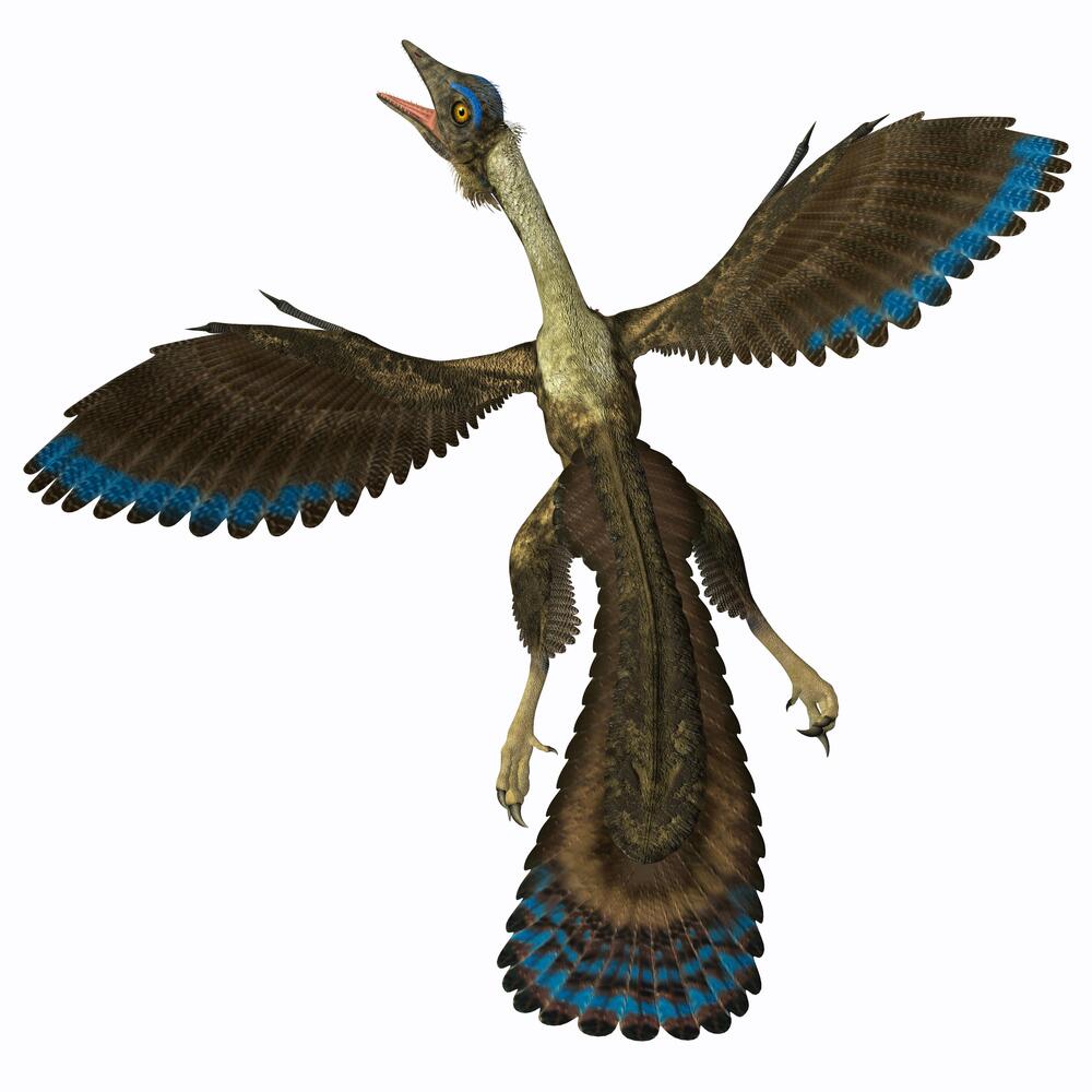 Archaeopteryx