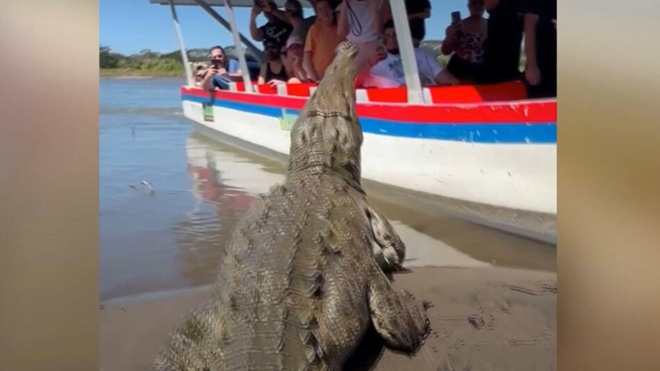Krokodil kommt Boot nahe