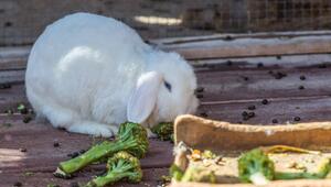 Kaninchen frisst Brokkoli