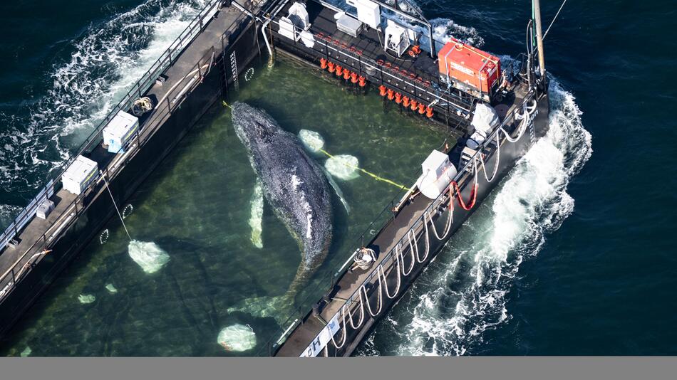 Die Chronologie eines Dramas