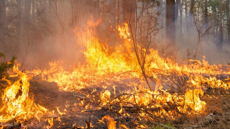 Feuer im Wald