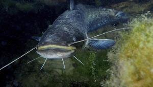 Nahaufnahme eines Welses (Silurus glanis)