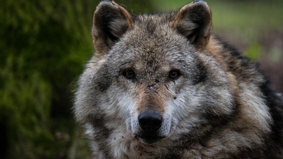 Umweltministerkonferenz spricht über Wölfe