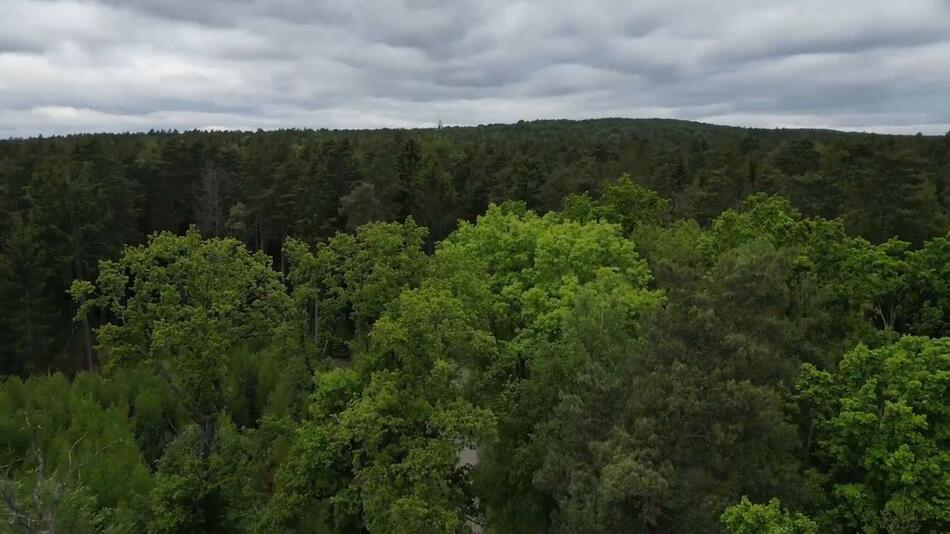 Leiche im Wald: 16-Jähriger wegen Totschlags untergebracht