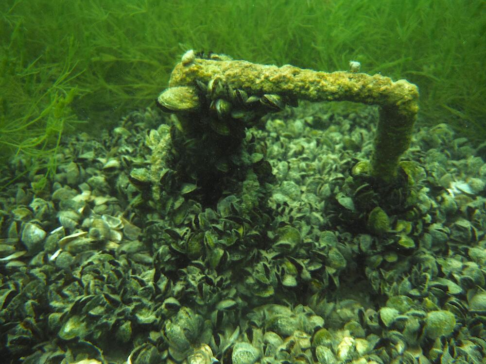 Quagga-Muscheln im Bodensee