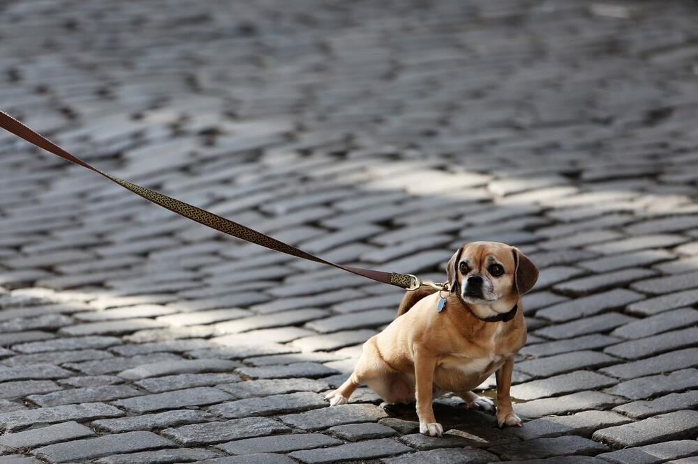 Ein Hund zieht an der Leine.