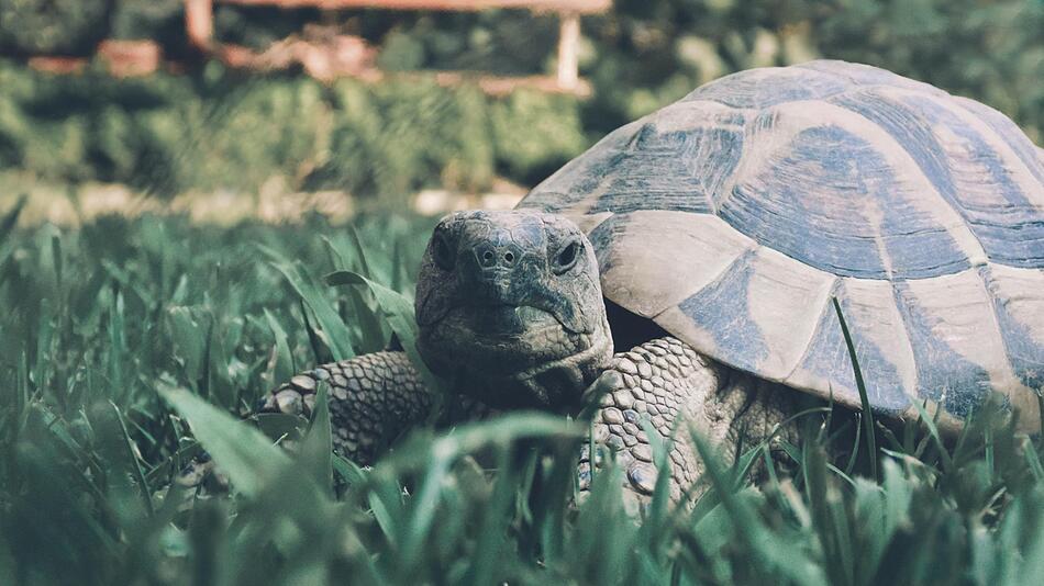 Polizei rettet Schildkröte das Leben.