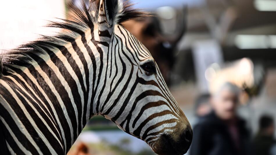 Zebra-Trophäe bei einer Messe-Ausstellung