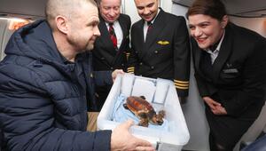 Rettung von Schildkröte