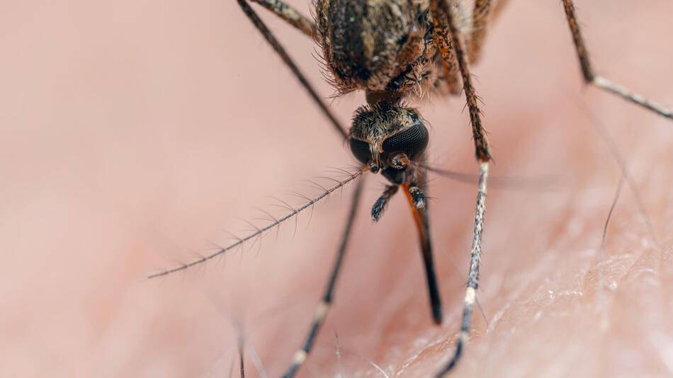 Aedes Mücke überträgt Dengue-Virus.