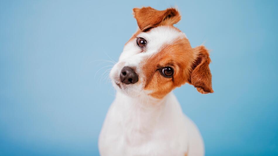 Darum legen Hunde den Kopf zur Seite, wenn Sie mit ihnen sprechen