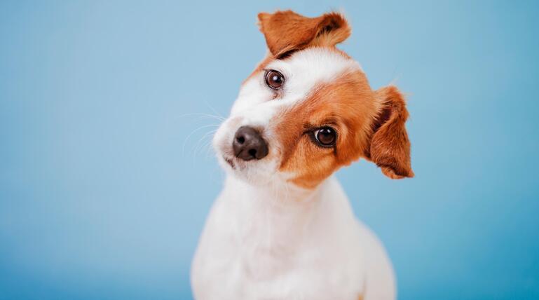 Hund legt den Kopf schief