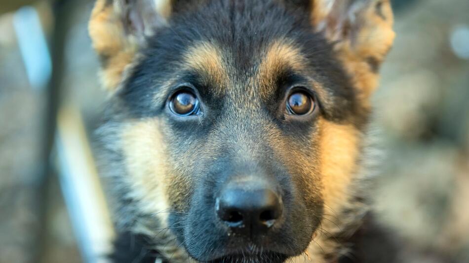 Die Polizei erschoss einen Hund.