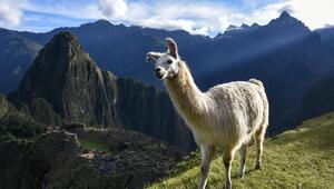 Lama,Gesundheit, Corona, Coronavirus